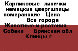 Карликовые “лисички“  немецкие цвергшпицы/померанские › Цена ­ 35 000 - Все города Животные и растения » Собаки   . Брянская обл.,Клинцы г.